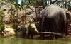 Jungle Cruise, Elephants - B-10 (#298)