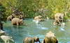 Jungle Cruise, elephants - 1-279